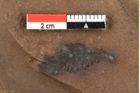 Foto (Detailansicht) von Xylomites pistaciae Ettingshausen (NHMW-GEO-2024-0188-0071d)